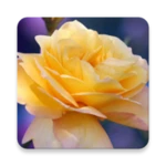 roses live wallpaper android application logo